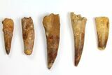 Lot: to Bargain Spinosaurus Teeth - Pieces #141567-1